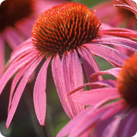 Echinacea Echinacea