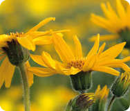 Arnica Arnica