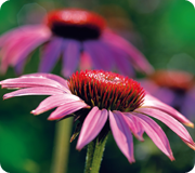 Echinacea Plant Echinacea Plant