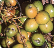 Saw Palmetto Saw Palmetto