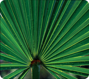 Saw Palmetto Saw Palmetto