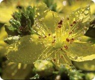 St John’s Wort St John’s Wort