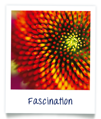 Fascination